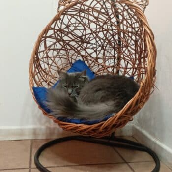 CAMA DE GATITO COLGANTE